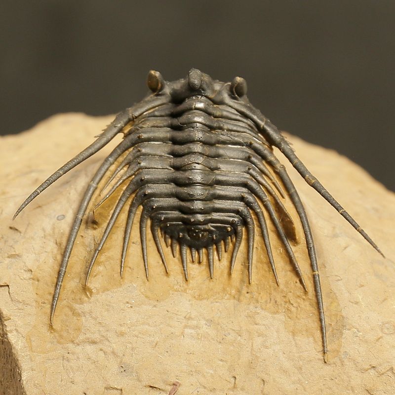 Kettneraspis prescheri Trilobite – Finely Prepared Devonian Fossil (4 cm)