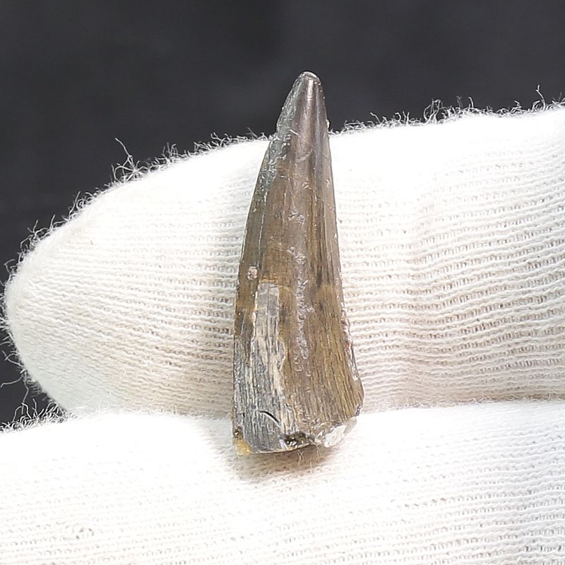 Suchomimus Tooth 
