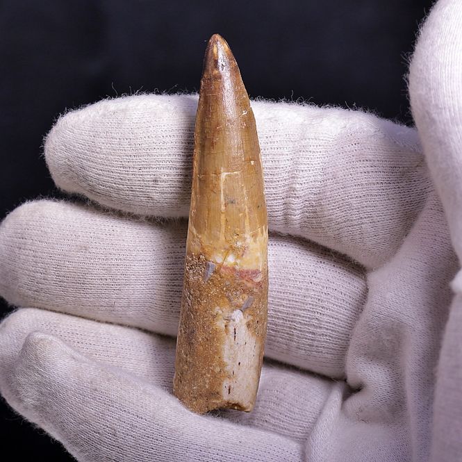 Main Image Dinosaur Teeth Spinosaurus Saharicus. 6,5 cm