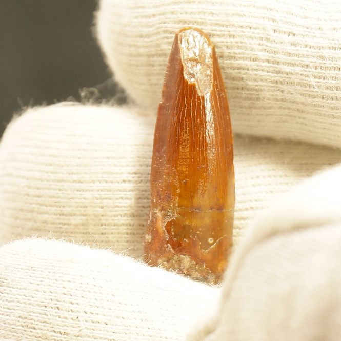 Main Image Dinosaur Teeth Spinosaurus Saharicus. 3 cm