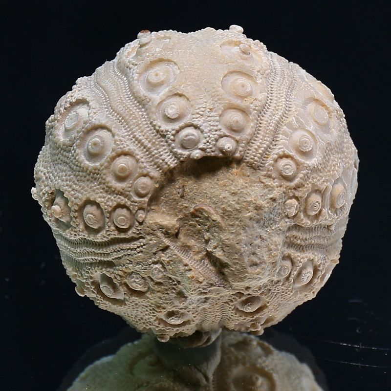 Fossil sea urchin from Morocco.