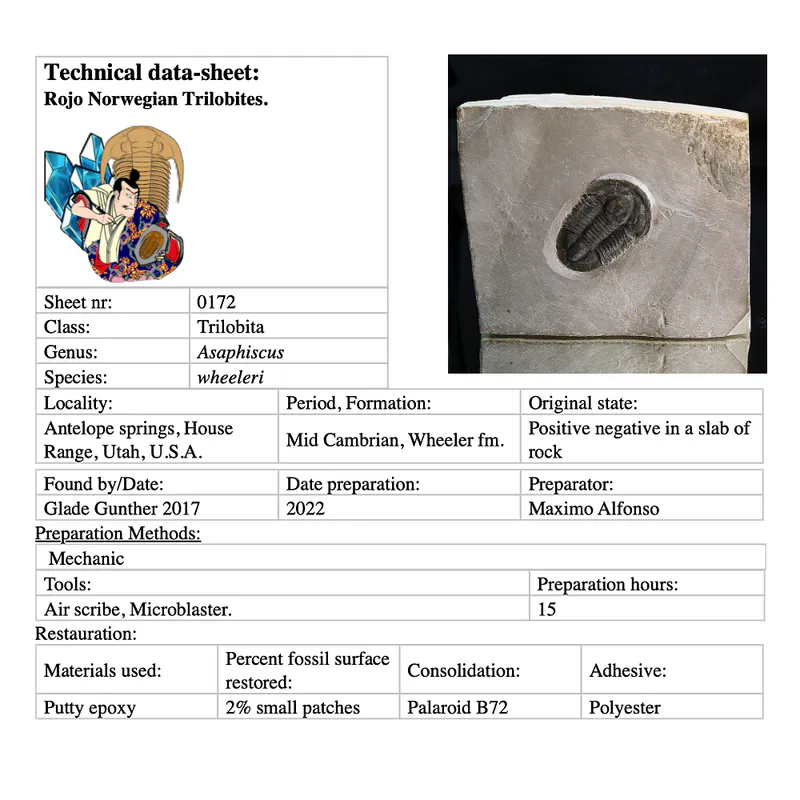  Trilobite Asaphiscus from U.S.A.