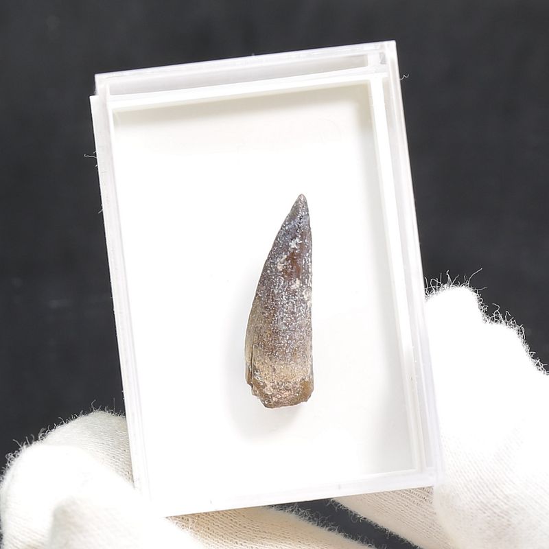 Suchomimus Tooth 