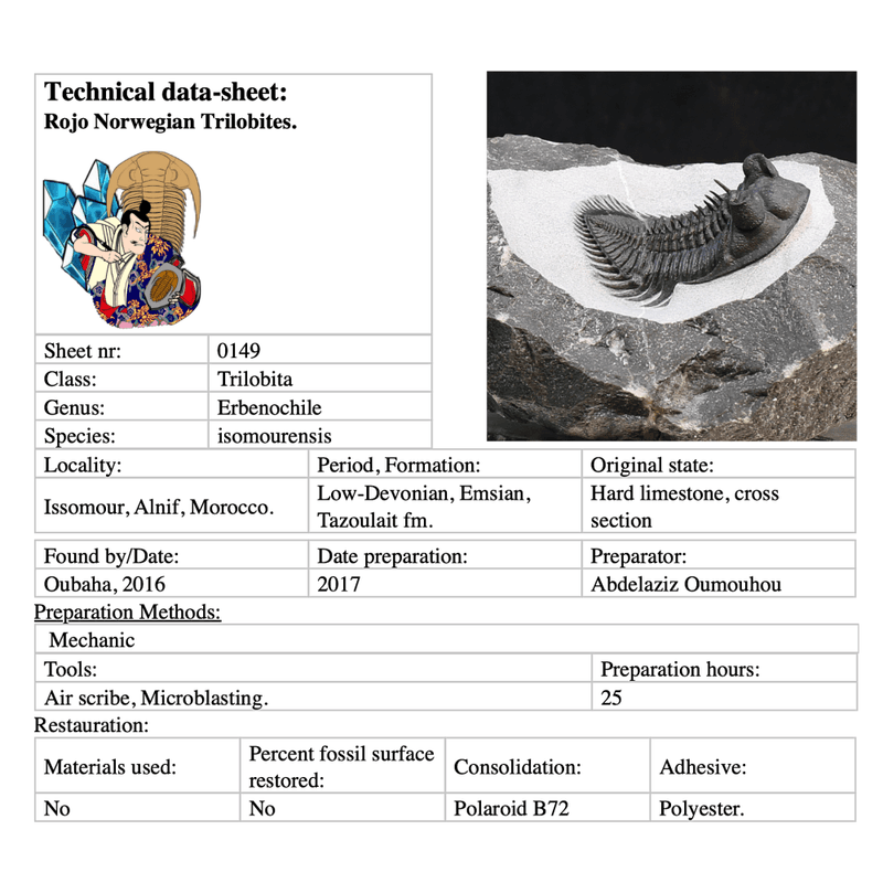 Spiny trilobite Erbenochile isomourensis from Morocco