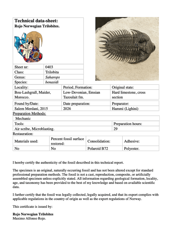  Reserved! Saharops Trilobite – Spiny Asteropyginae from Morocco (7 cm)