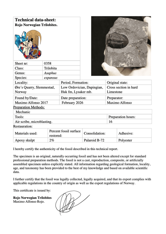 Sold, Asaphus expansus Trilobite – Lower Ordovician, Slemmestad, Norway