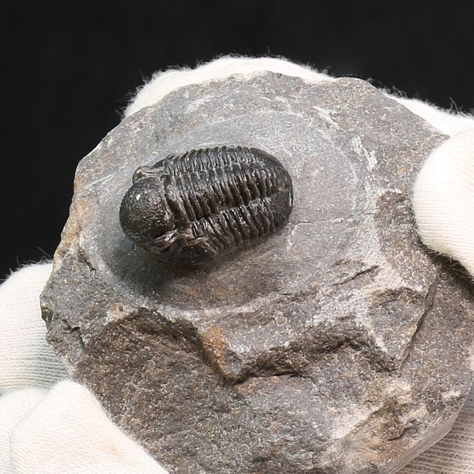 Main Image  Trilobite Gerastos granulosus