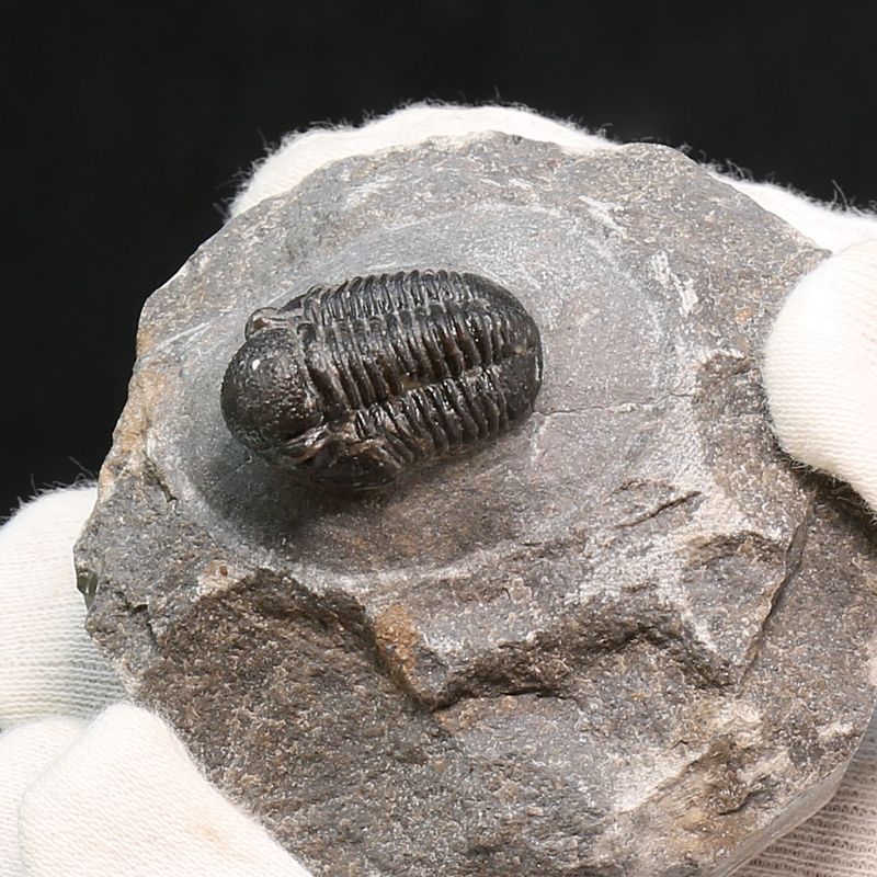  Trilobite Gerastos granulosus