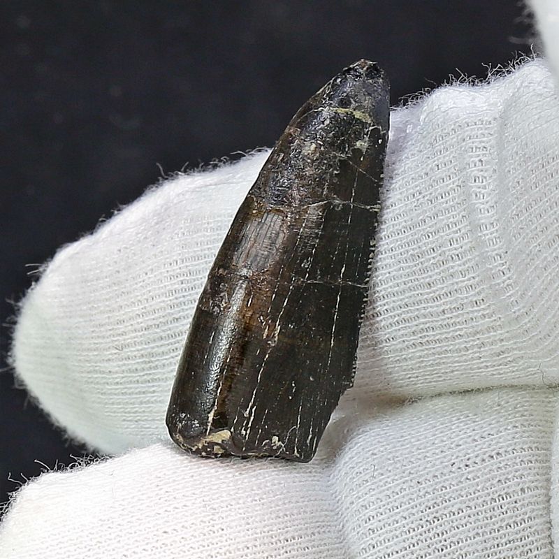 Ceratosaurs sp. Tooth