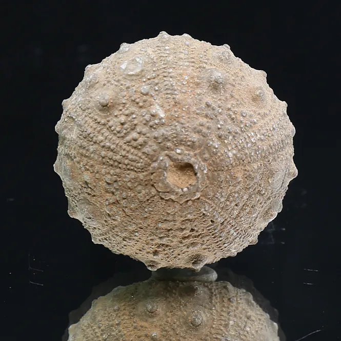 Main Image Fossil sea Urchin from Morocco.