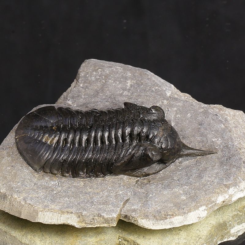 Morocconites Trilobite – “The Rhinoceros of Trilobites” (Morocco)