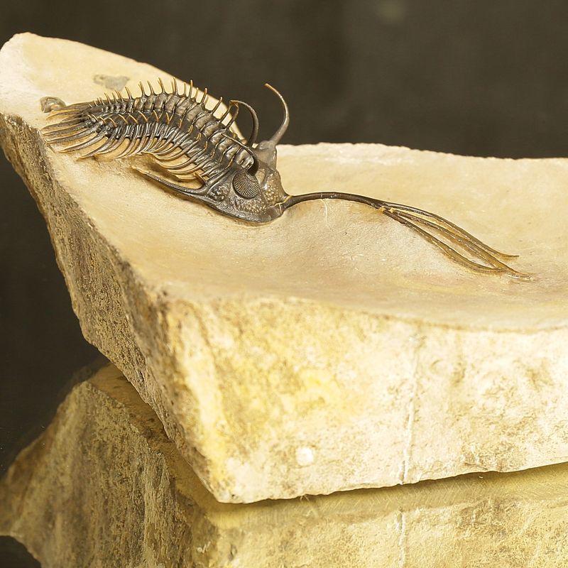 Walliserops trifurcatus Trilobite – Spiny Devonian Fossil from Morocco (8 cm)
