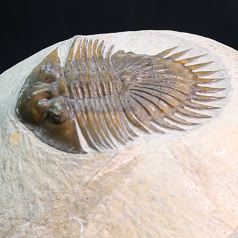 Ultra rare trilobite Tysanopeltis sp from Morocco.