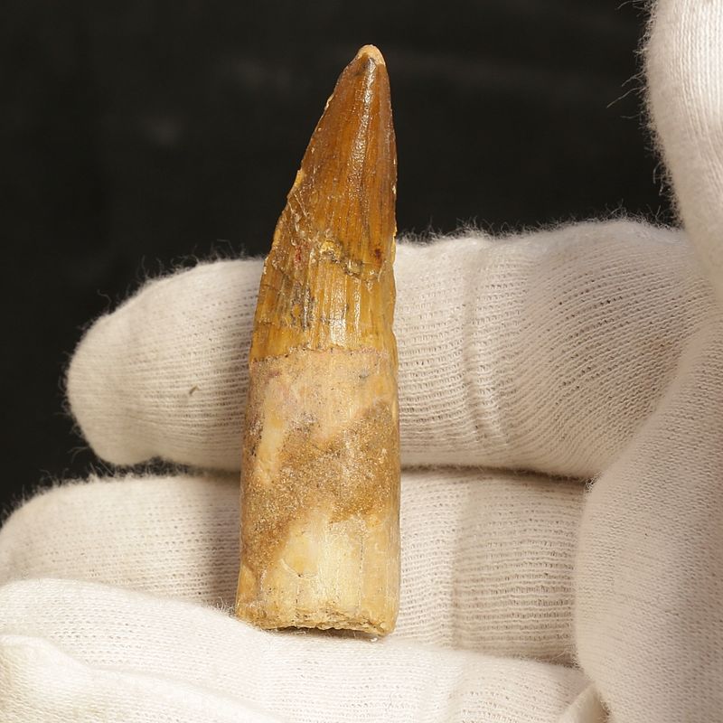 Dinosaur Teeth Spinosaurus Sp.