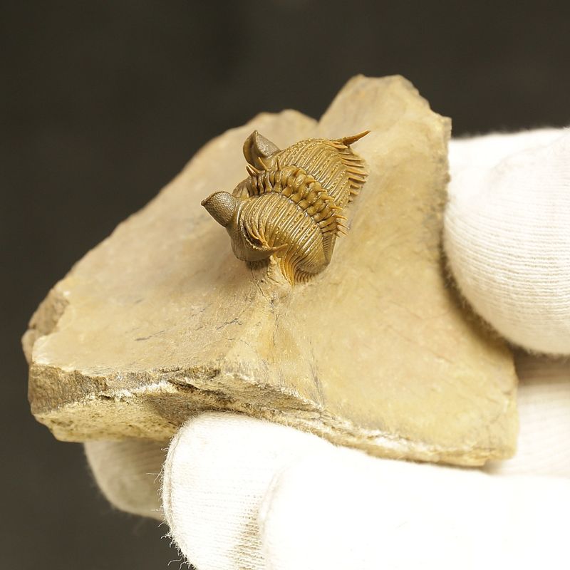Erbenochile erbeni Trilobite – Tower-Eyed Devonian  (4 cm)