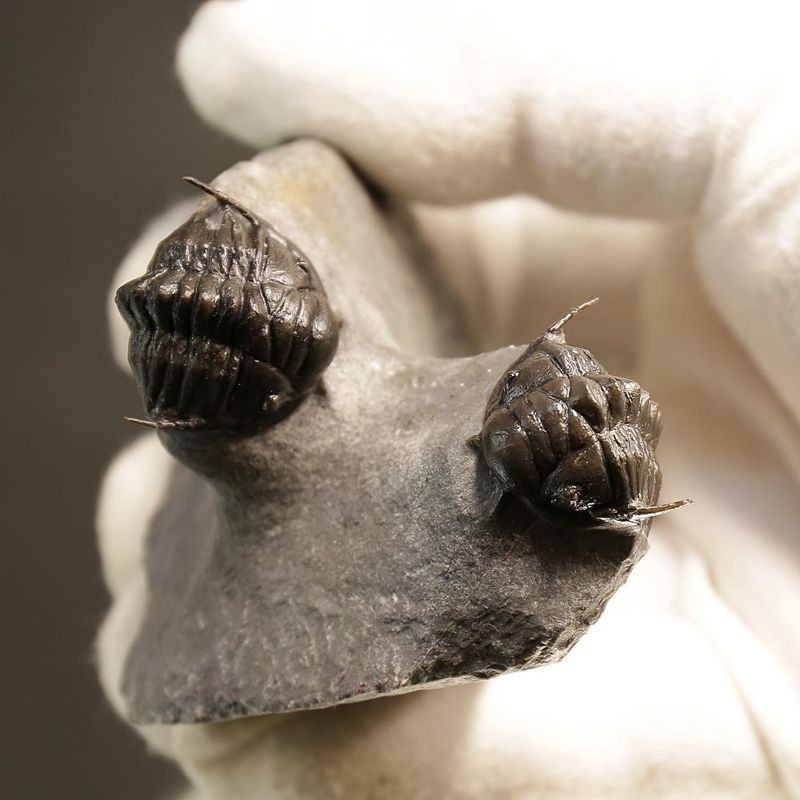 Double Crotalocephalus aff. africanus Trilobite Association 