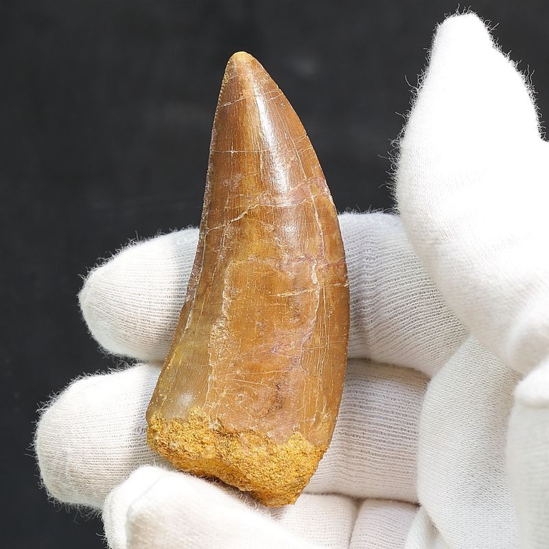 Carcharodontosaurus Tooth  (7 cm)