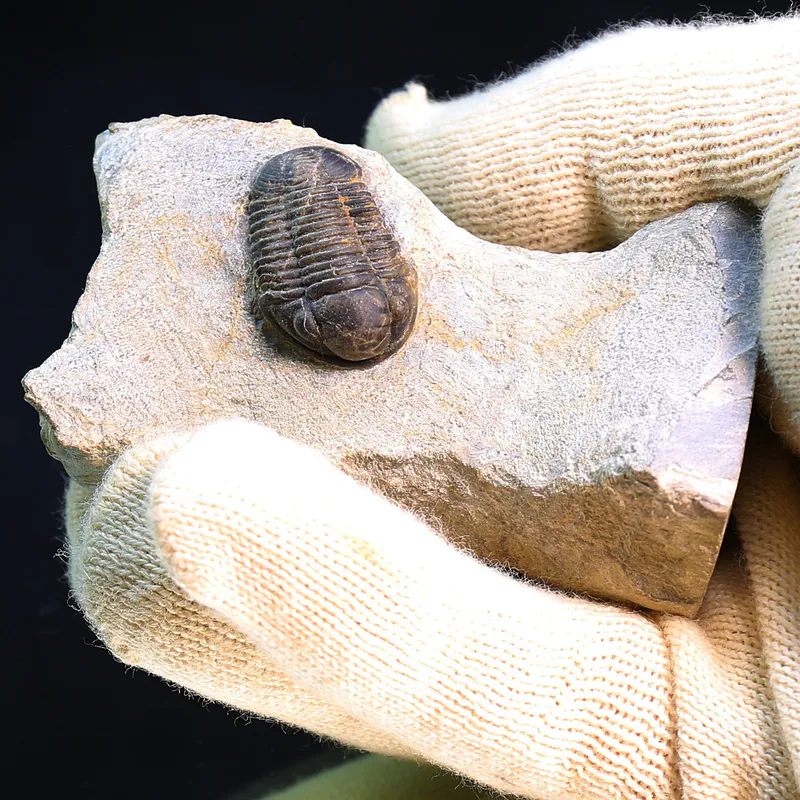 Belgian Trilobite Gerastos Lessensis from Couvin.