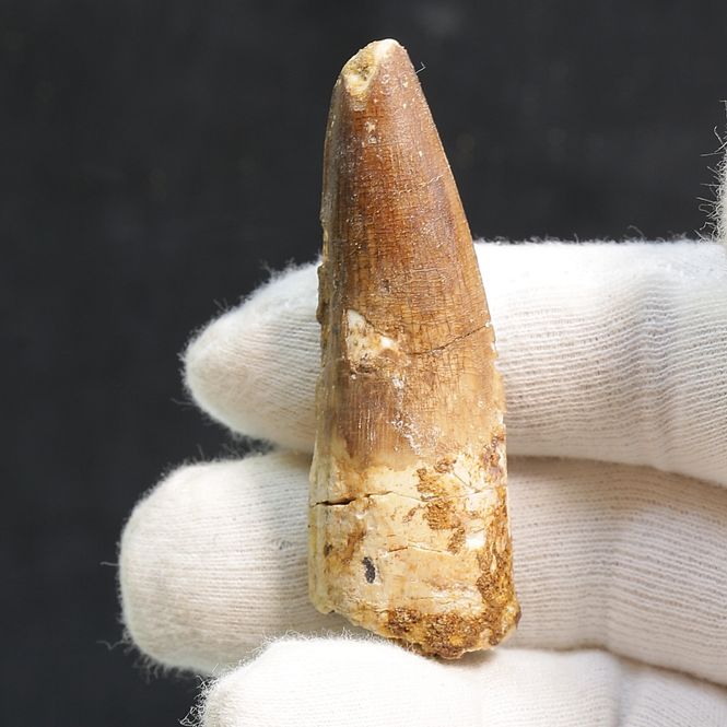 Main Image Dinosaur Teeth Spinosaurus Saharicus. 6 cm