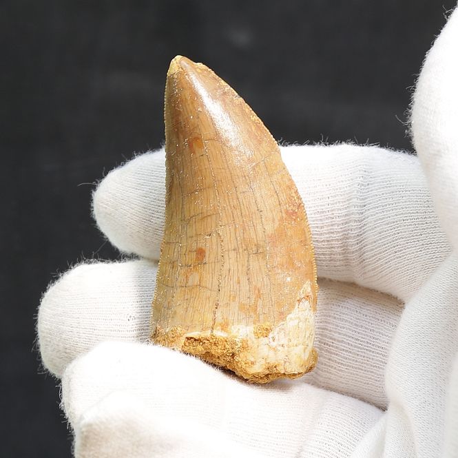 Main Image Carcharodontosaurus Tooth (5.6 cm)