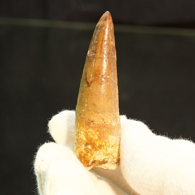 Main Image Dinosaur Teeth Spinosaurus Saharicus. 6,5 cm
