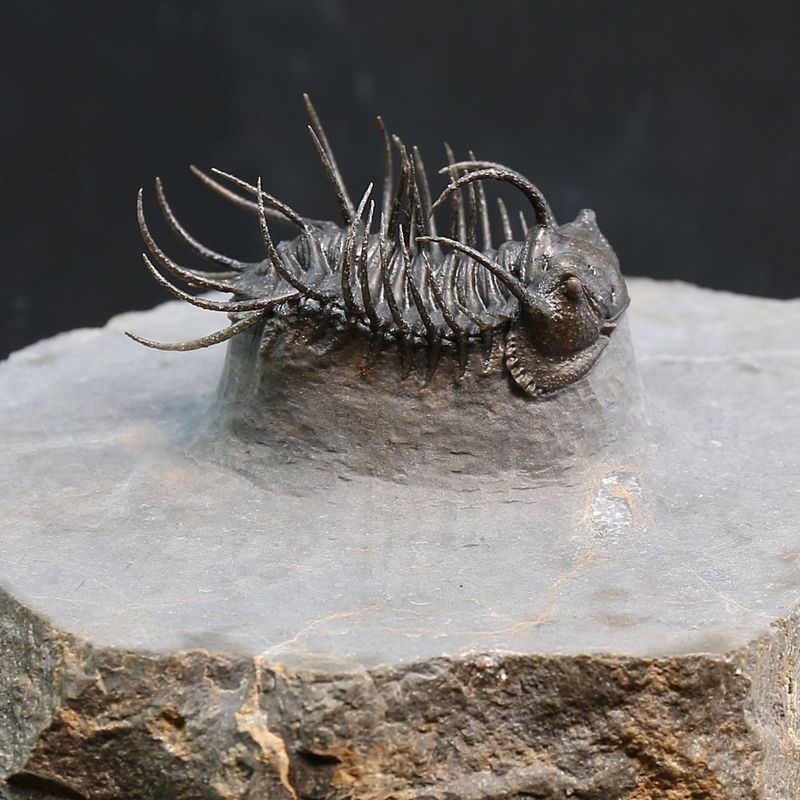 Spiny trilobite Koneprusia from Morocco.