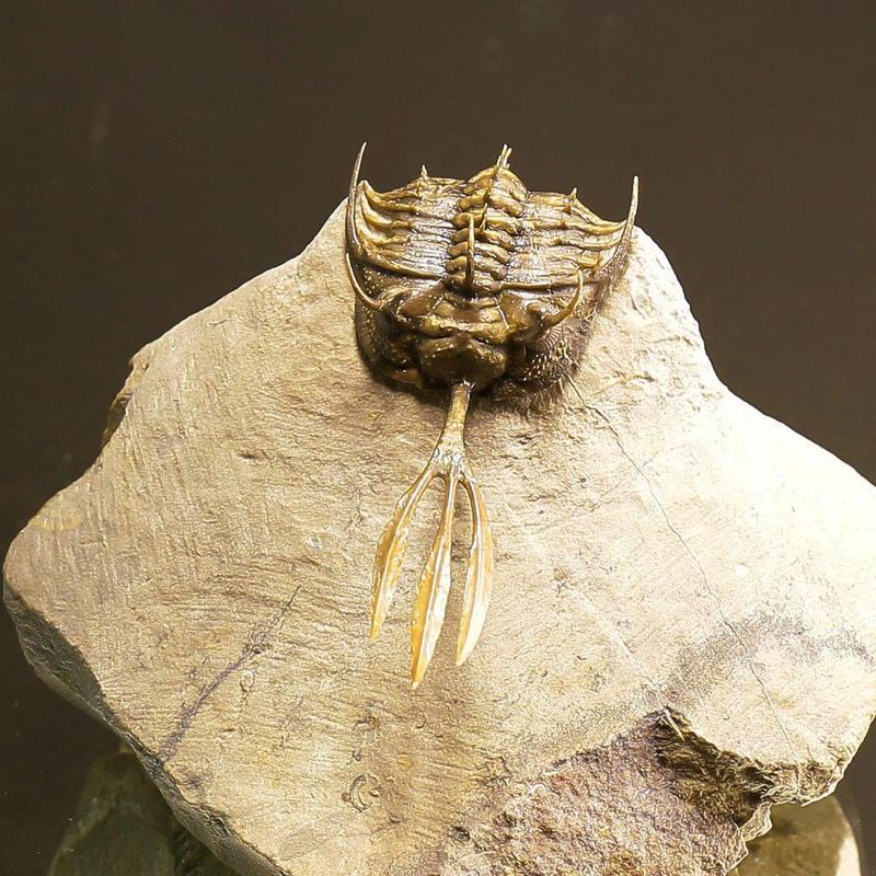 Walliserops trifurcatus Trilobite – Spiny Devonian Fossil from Morocco (8 cm)