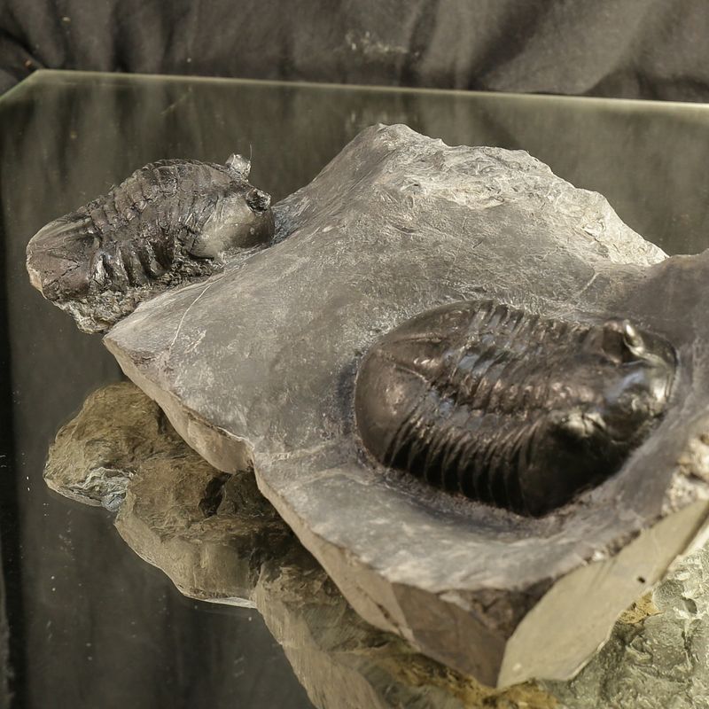 Double Asaphus sarsi Trilobite Plate, Rare Norwegian Ordovician Fossils