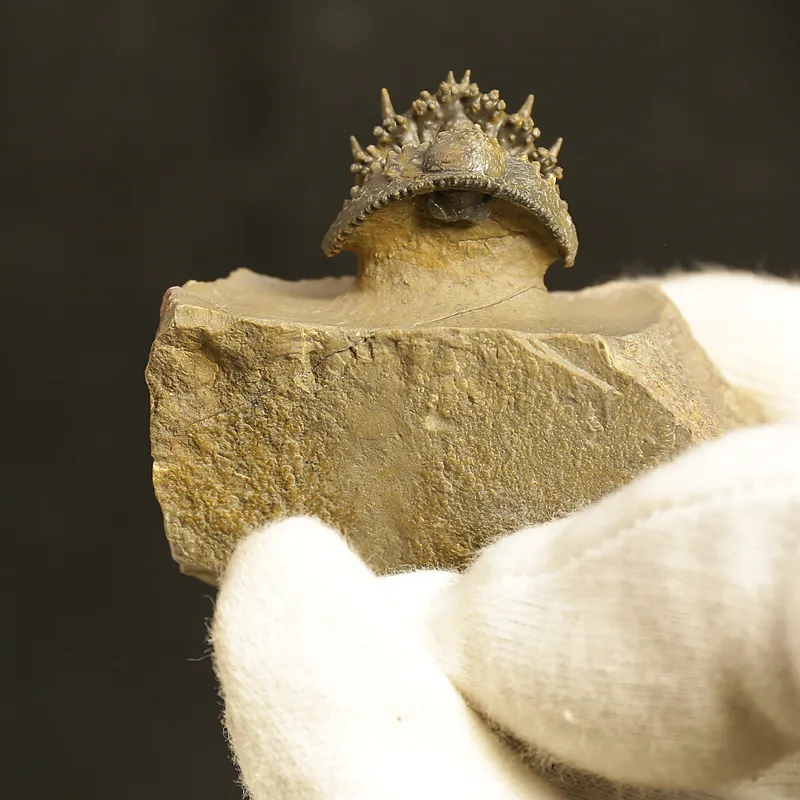 Acantharges mbareki Trilobite – Rolled Specimen with Hypostome, Devonian Morocco (3 cm)