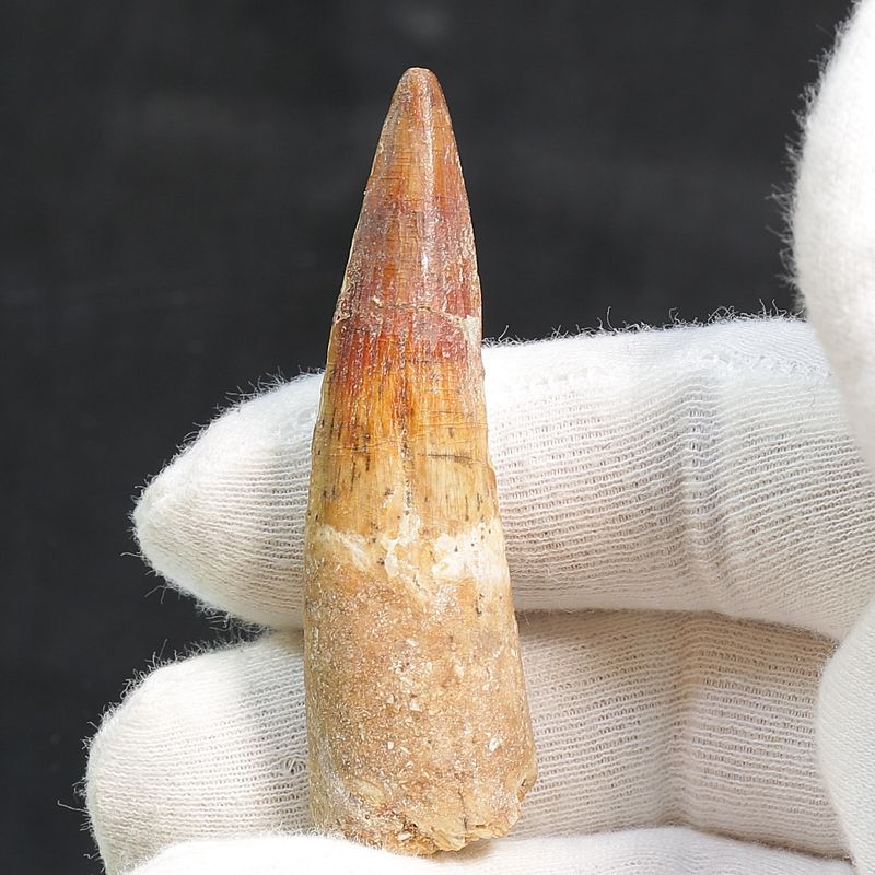 Dinosaur Teeth Spinosaurus Saharicus. 6 cm