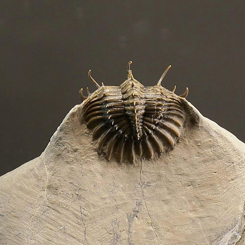 Walliserops trifurcatus Trilobite – Spiny Devonian Fossil from Morocco (8 cm)