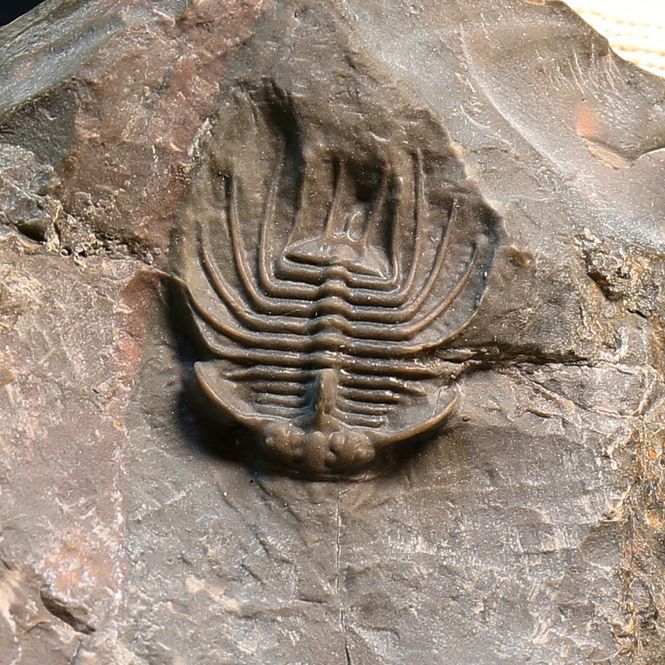 Main Image Unclassified and stremelly uncommon trilobite ...