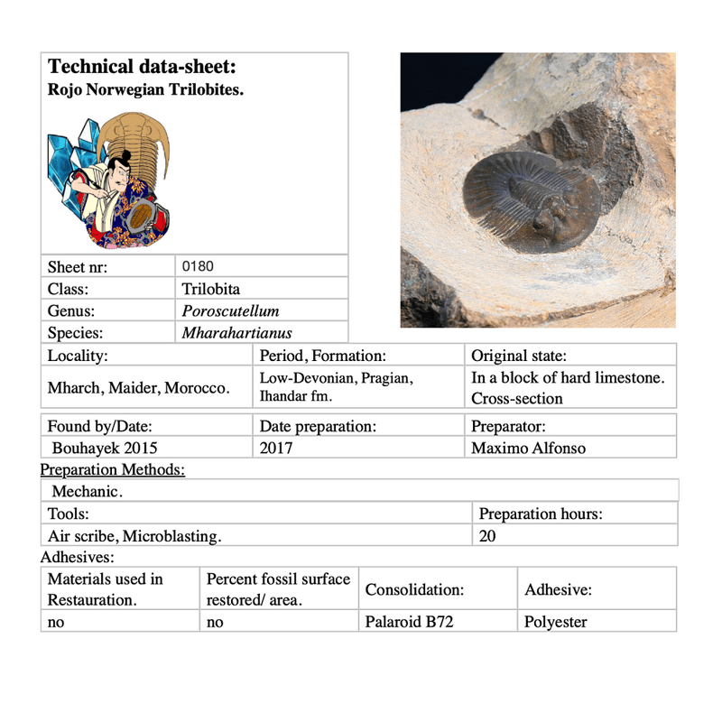 Uncommon trilobite Poroscutellum from Morocco.