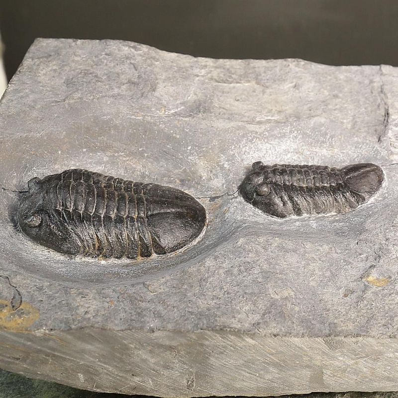 Double Asaphus expansus Trilobite Plate
