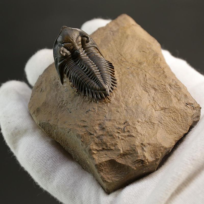 Metacanthina issomourensis Exquisitely Prepared Devonian Fossil from Issoumour (5 cm)