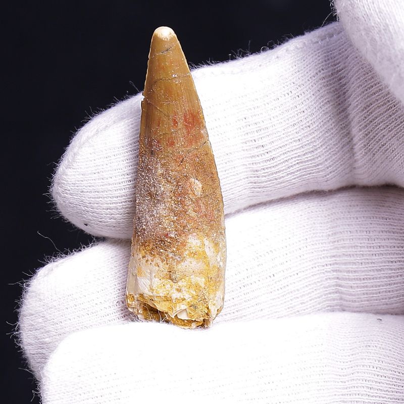 Dinosaur Teeth Spinosaurus Saharicus. 4 cm