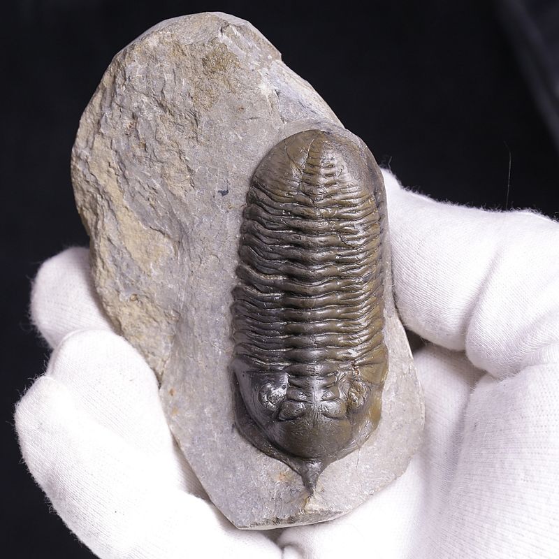 Morocconites Trilobite – “The Rhinoceros of Trilobites” (Morocco)