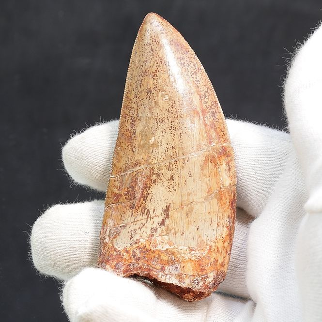 Main Image Carcharodontosaurus Tooth  (8,5 cm)