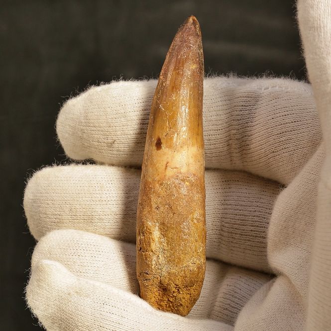 Main Image Dinosaur Teeth Spinosaurus Sp.