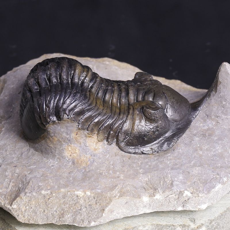 Morocconites Trilobite – “The Rhinoceros of Trilobites” (Morocco)