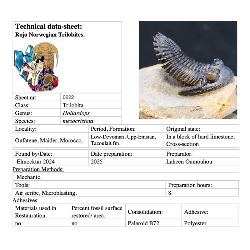 Trilobite  Hollardops from Morocco.