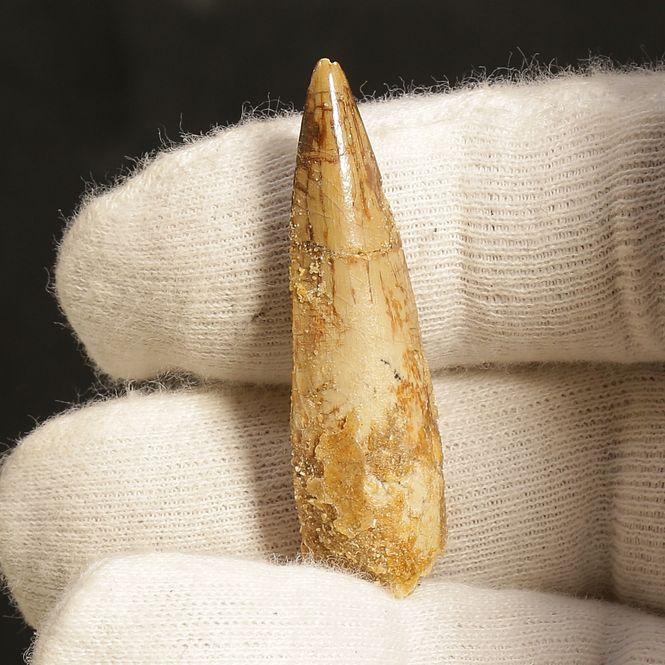 Main Image Dinosaur Teeth Spinosaurus Saharicus. 4 cm