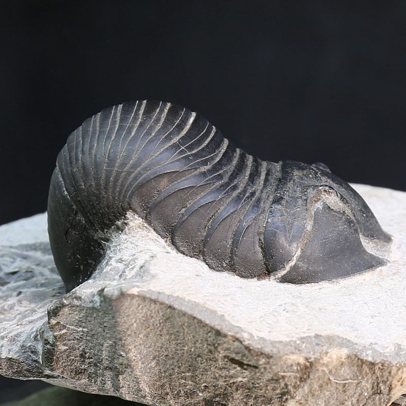 Trilobite Wendorfia from Morocco.