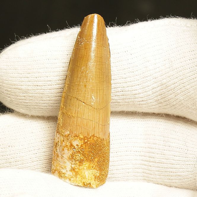 Main Image Dinosaur Teeth Spinosaurus Saharicus. 4 cm