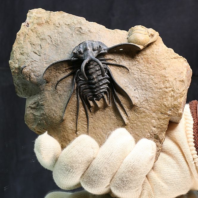 Main Image Dicranurus monstruosus Trilobite – ...