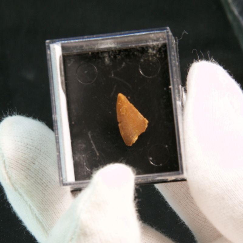 Abelisaurid Dinosaur Tooth 