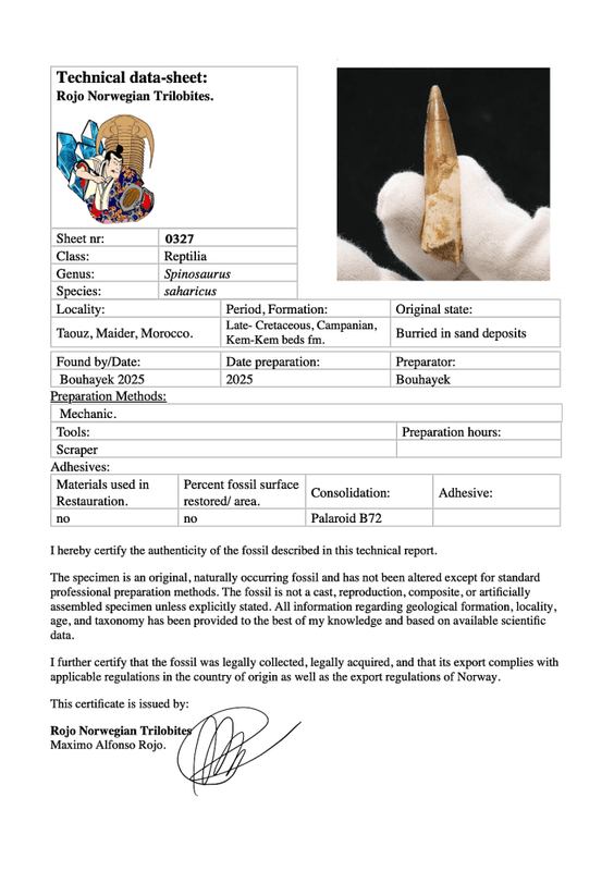 Dinosaur Teeth Spinosaurus Sp.