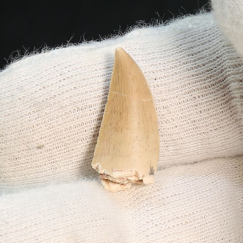 Afrovenator Tooth – Genuine, Sharp Fossil