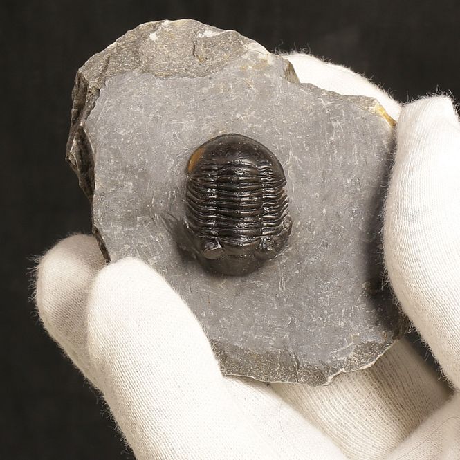 Main Image Paralejurus rehamnanus Trilobite from Morocco (4 ...