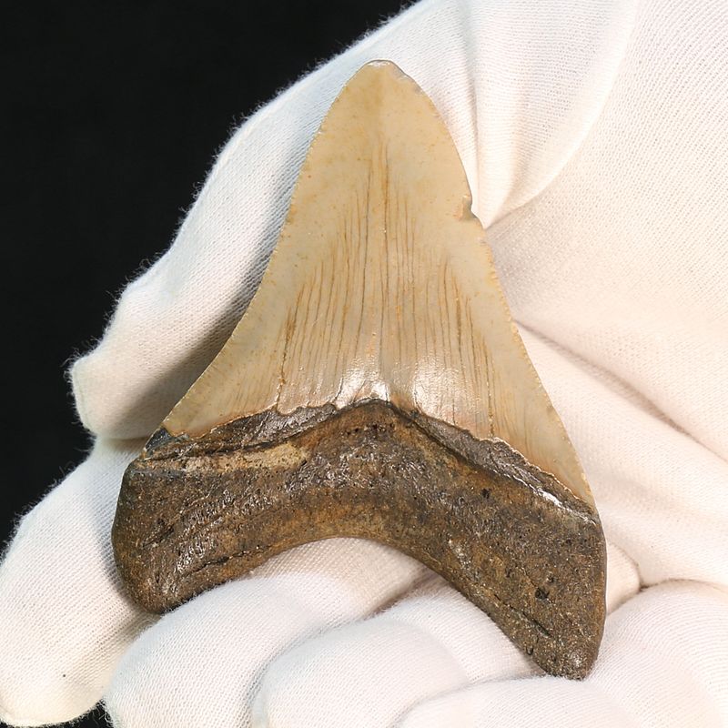 Authentic Megalodon Fossil Tooth